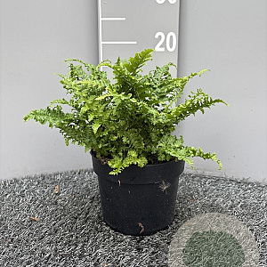 Dryopteris f.-m. 'Crispa' GM 2,0L