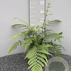 Dryopteris stewartii GM 2,0L