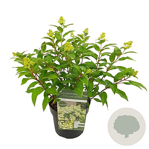 Hydrangea pan. Magical Matterhorn GM 1.5