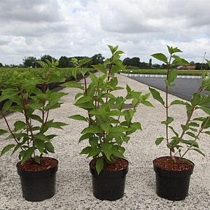 Hydrangea pan. 'Phantom' 40-50 cm 3,5L