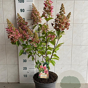 Hydrangea pan. Pinky Winky 50-60 cm 7,5L