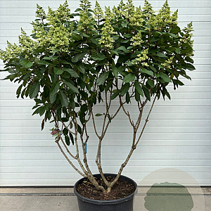Hydrangea pan. Pinky Winky 125-150 cm cont. 90L meerstammig