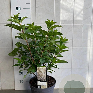 Hydrangea pan. 'Silver Dollar' 50-60 cm 7,5L