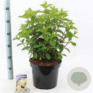 Hydrangea pan. 'Silver Dollar' 50-60 cm 7,5L