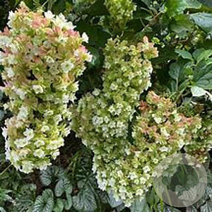 Hydrangea querc. 'Harmony' 30-40 cm 3,5L