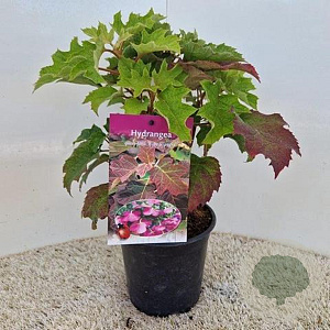 Hydrangea querc. 'Ruby Slippers' 30-40 cm 2,0L