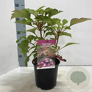 Hydrangea querc. 'Ruby Slippers' 30-40 cm 2,0L