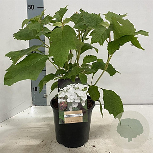 Hydrangea querc. Snow Queen 30-40 cm 2,0L