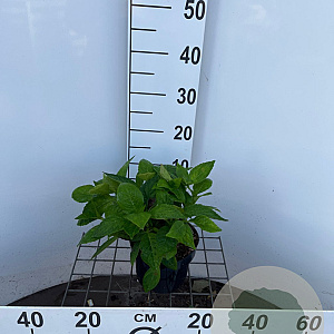 Hydrangea s. 'Bluebird' 25-30 cm 2,0L