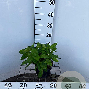 Hydrangea s. 'Bluebird' 25-30 cm 2,0L