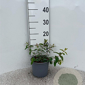 Hypericum 'Hidcote' 20-30 cm 2,0L