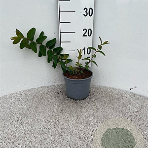 Hypericum 'Hidcote' 20-30 cm 2,0L