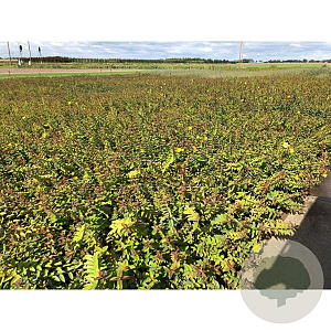 Hypericum 'Hidcote' 30-40 cm C1.5