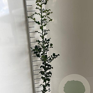 Ilex aquifolium 60-80 cm 2,0L