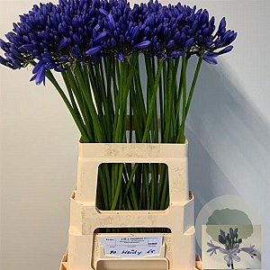 Agapanthus 'Esther' GM 10L