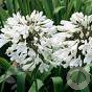 Agapanthus afr. 'Albus' GM P9