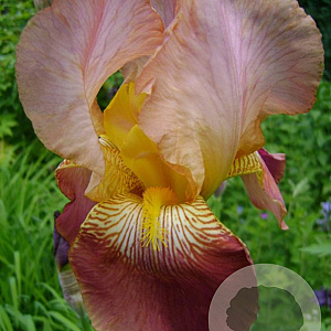 Iris (G) 'Indian Chief' GM P9