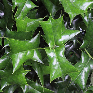 Ilex cornuta GM container solitair