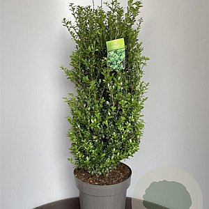 Ilex crenata 'Caroline Upright' 80-100 cm 15L