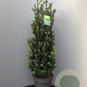 Ilex crenata 'Caroline Upright' 55 cm container bol