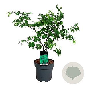Acer japonicum 'Aconitifolium' 50-60 cm 20L