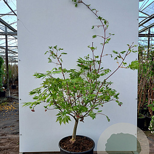 Acer japonicum 'Aconitifolium' 100-125 cm 20L
