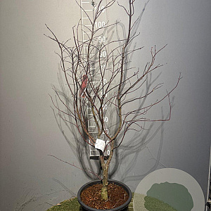 Acer pal. 'Bloodgood' 100-125 cm 20L