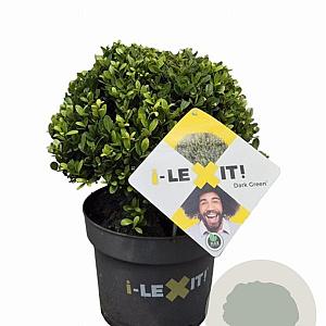 Ilex crenata Dark Green 20 cm op rozenpot 3L bol potgekweekt