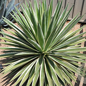 Agave angustifolia 'Variegata' GM c20
