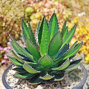 Agave lophantha GM c20