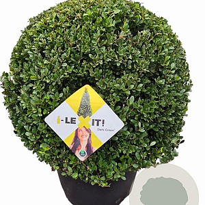Ilex crenata Dark Green 60 cm 35L bol versgepot