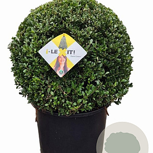 Ilex crenata Dark Green 60 cm 35L bol versgepot