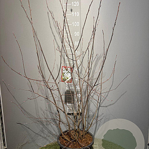 Amelanchier lamarckii 100-125 cm 20L