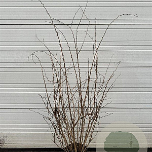 Berberis vulgaris 100-125 cm 12L