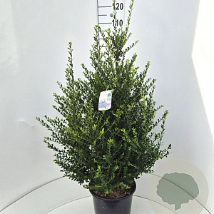 Ilex crenata Strong Caroline 80-100 cm 10L