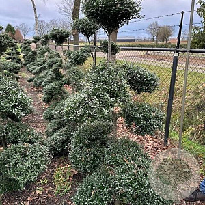 Ilex crenata Strong Caroline 170-180 cm cont. 65L Potgedrukt bonsai
