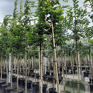 Carpinus betulus 12-14 HO container