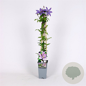 Clematis 'Bagatelle' 70 cm 2,0L
