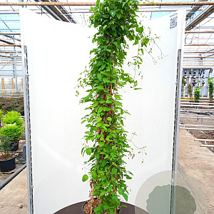 Clematis 'Etoile Violette' 175-200 cm 20L 3 stok