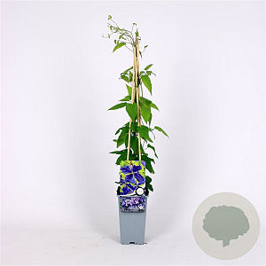 Clematis 'Jackmanii' 70 cm 2,0L