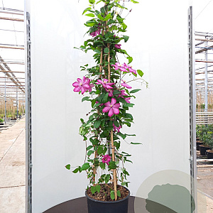 Clematis 'Ville de Lyon' 175-200 cm 20L 3 stok