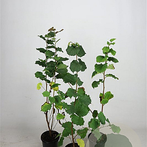 Corylus avellana 60-100 cm 2,5L