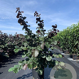 Corylus m. 'Purpurea' 100-125 cm 20L