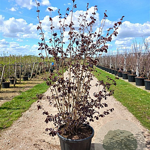 Corylus m. 'Purpurea' 80-100 cm wortelgoed 3-5 tak