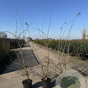 Crataegus monogyna 150-200 cm 12L