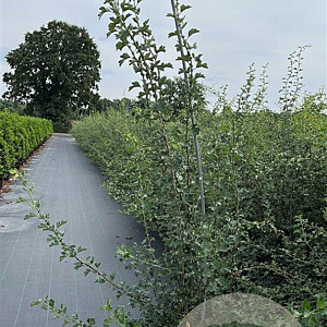 Crataegus monogyna 200-225 cm 12L