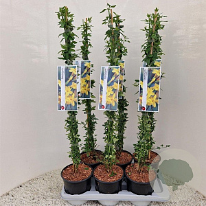 Jasminum nudiflorum 50 cm rozenpot 2L met stok