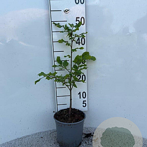 Fagus sylvatica 40-60 cm 2,5L