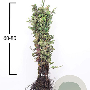 Fagus sylvatica 60-80 cm wortelgoed
