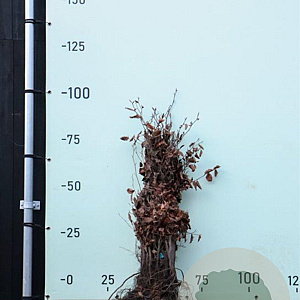 Fagus sylvatica 60-80 cm wortelgoed